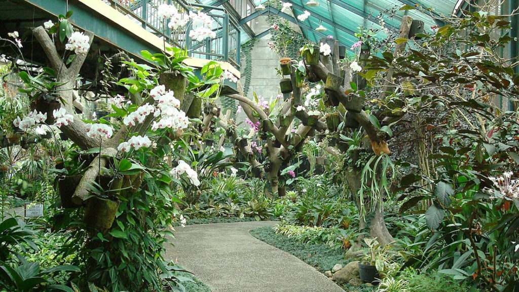 Bogor_Botanical_Gardens_Java49