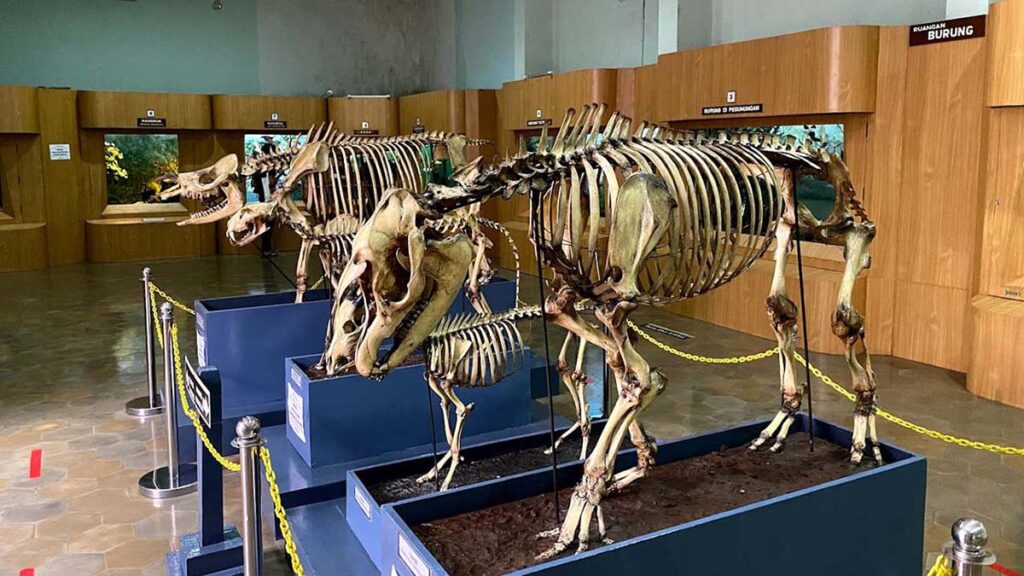 Museum-Zoologicum-Bogoriense