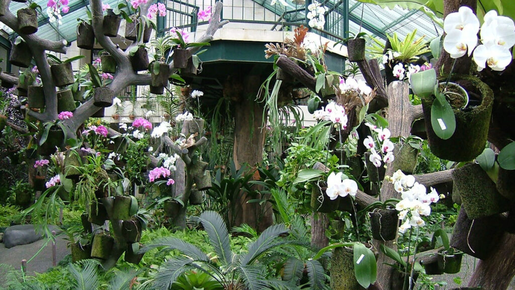 Orchid_house_Bogor_Botanical_Garden