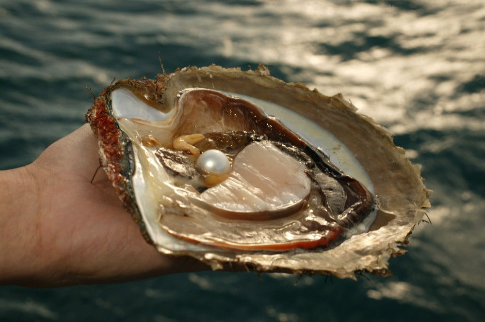 Pearl in oyster shell